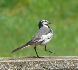 bird