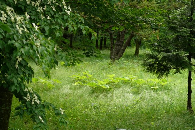 forest