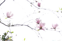 magnolia02