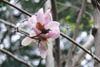 magnolia06