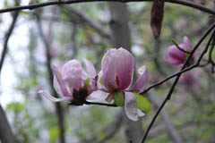 magnolia11