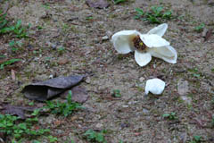 magnolia12