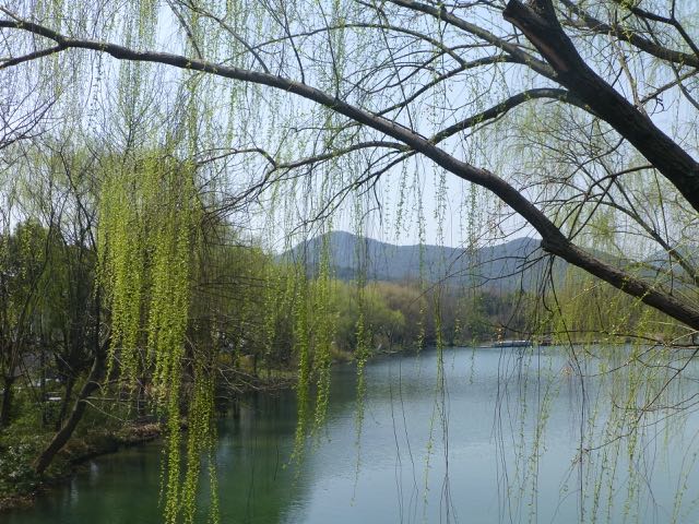 mao11