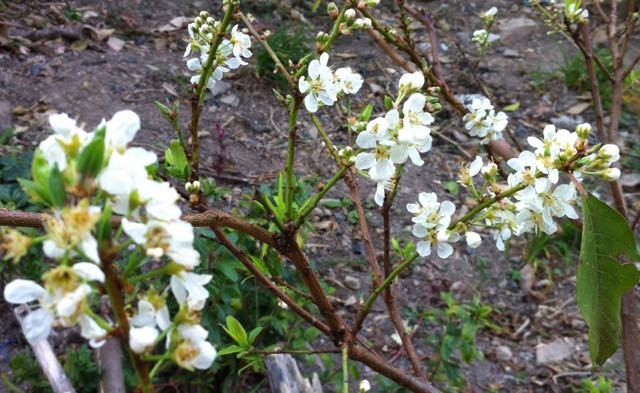 pear flower
