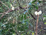 Plum Blossom