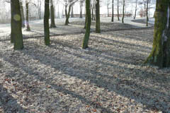 rhine09