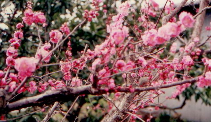 櫻花