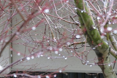 sakura01