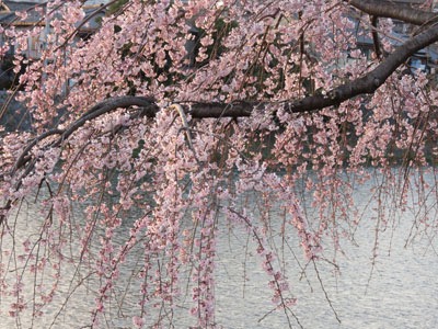 sakura02