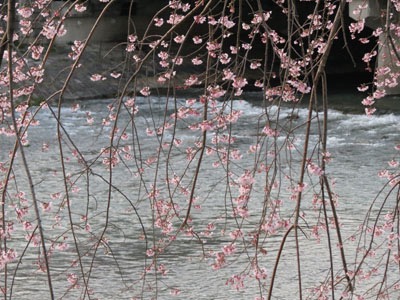 sakura03