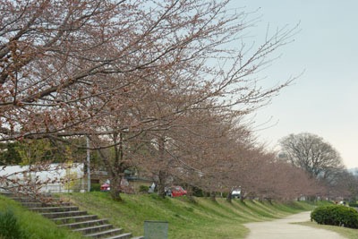 sakura04