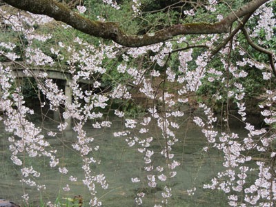 sakura05