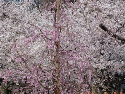 sakura06