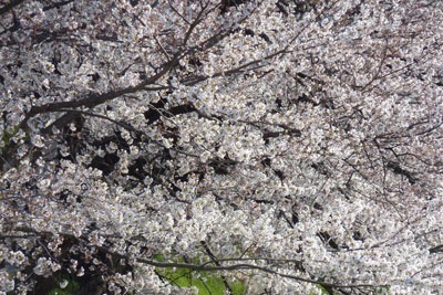 sakura07