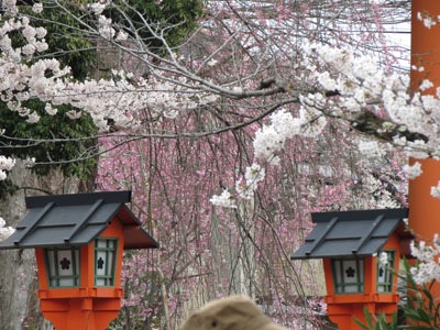 sakura08