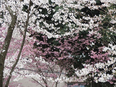 sakura09