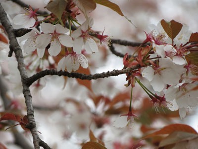sakura10