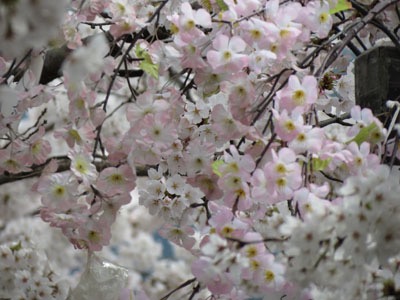 sakura11