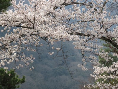 sakura12