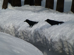 sapporo05