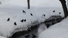 sapporo07