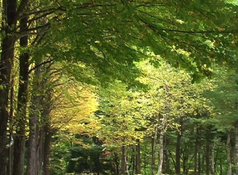 trees