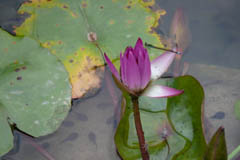 waterlilies02