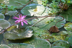 waterlilies06