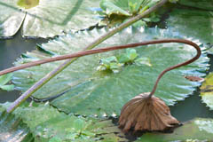 waterlilies07