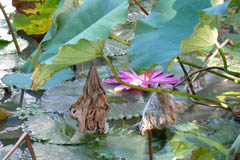 waterlilies09