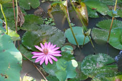 waterlilies10