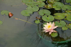 waterlilies12